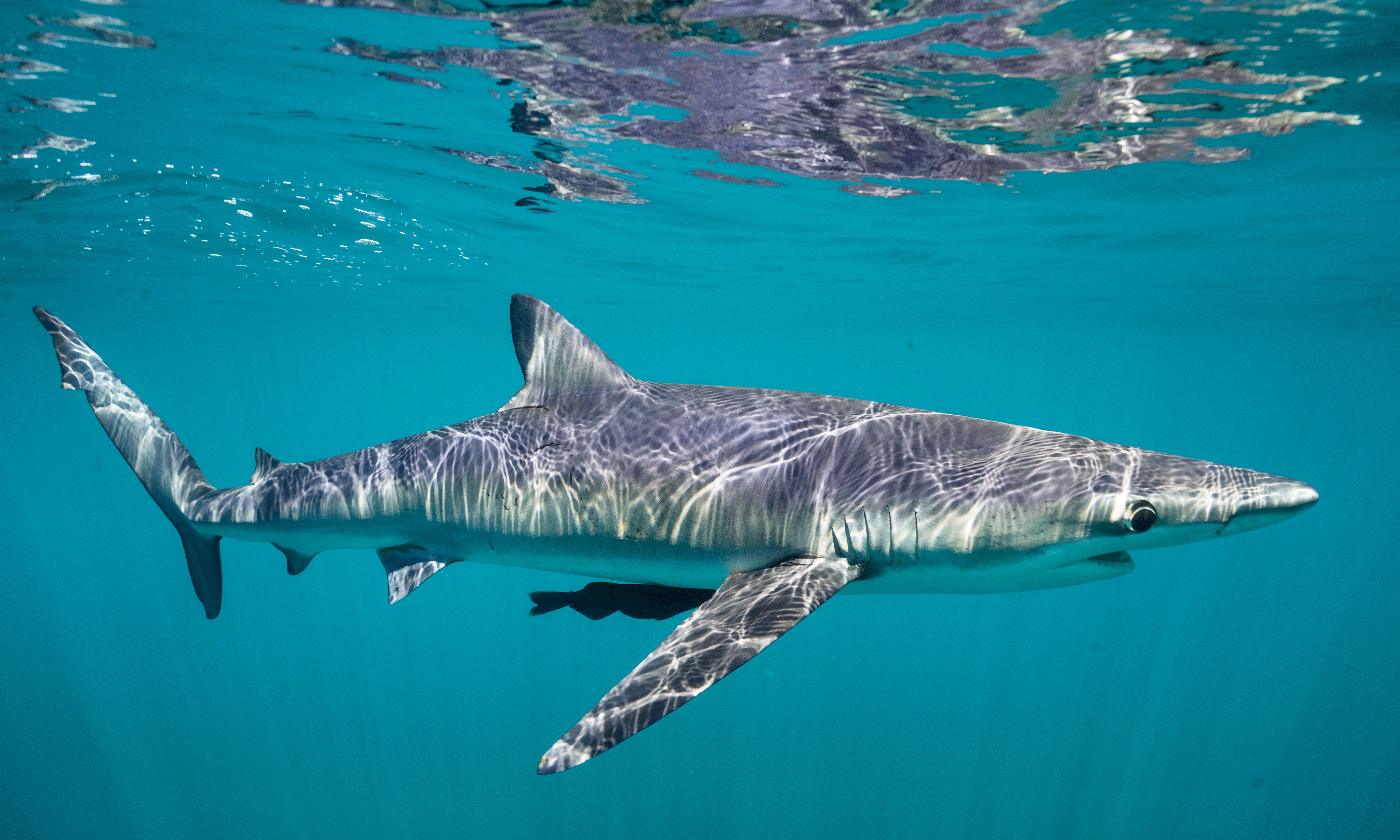 underwater houising rental in mexico