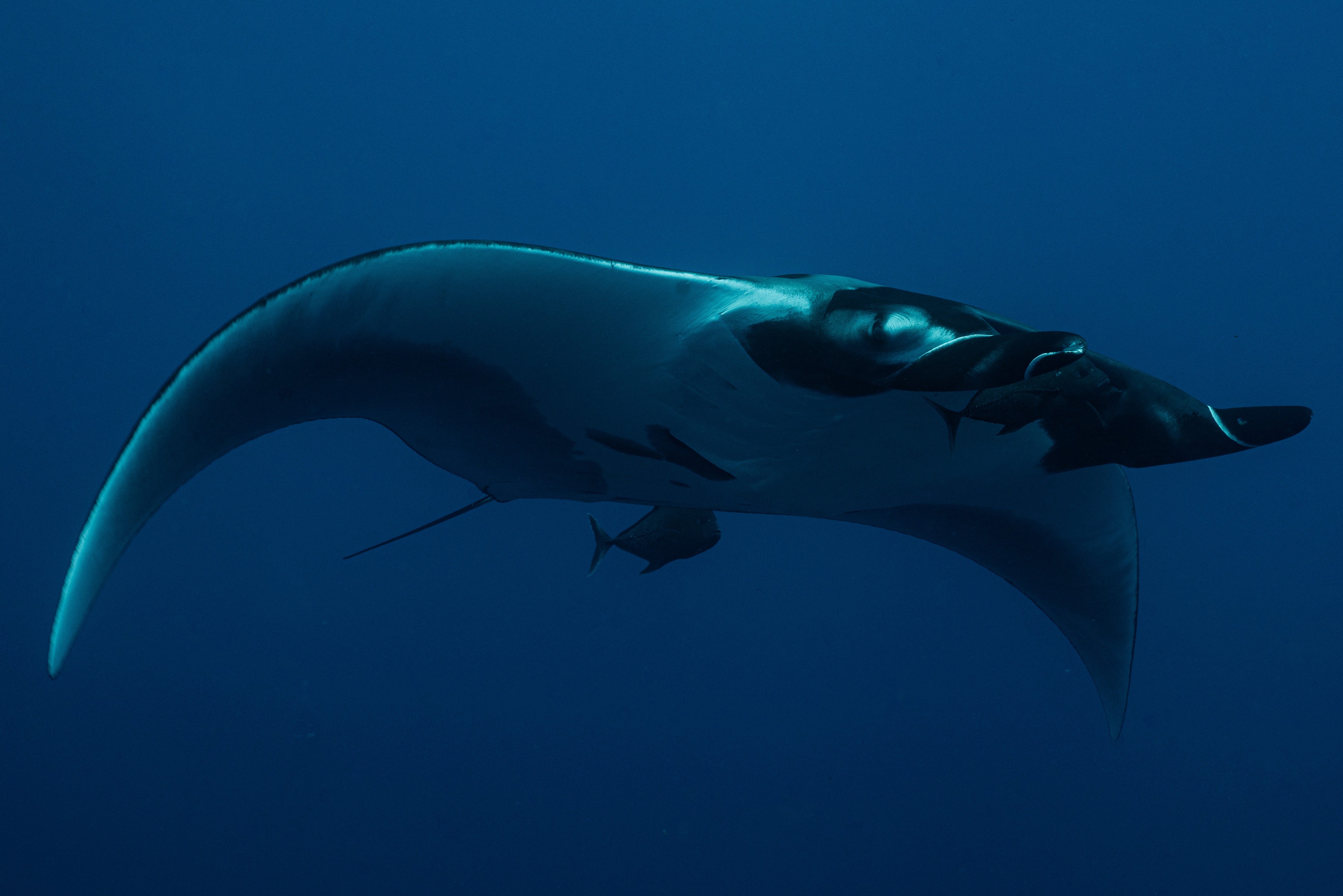 Hire underwater housings in mexico