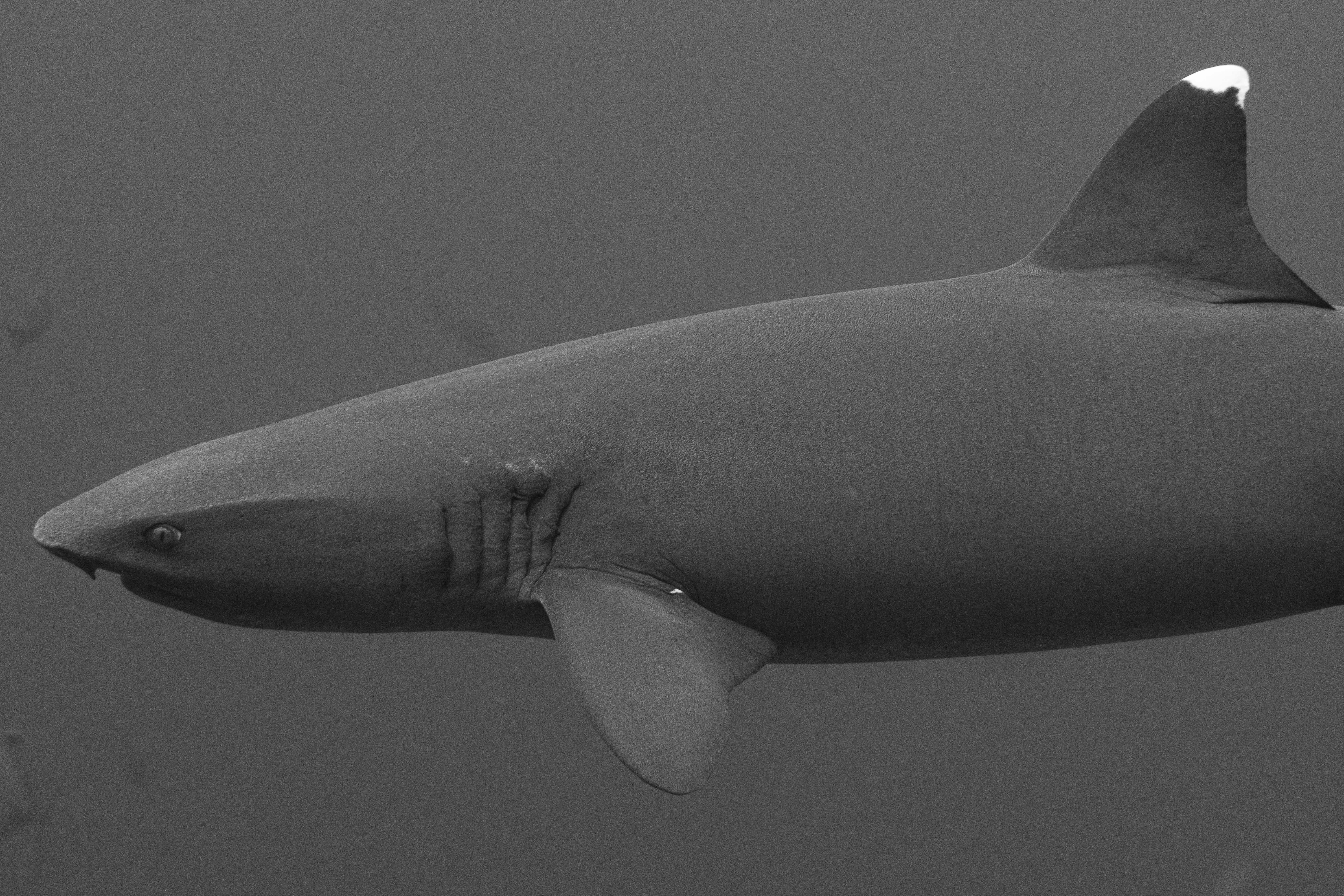 underwater houising rental in mexico